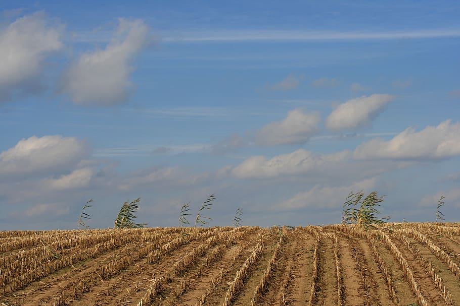 field, cornfield, harvested, sky, stormy, agriculture, clouds, HD wallpaper