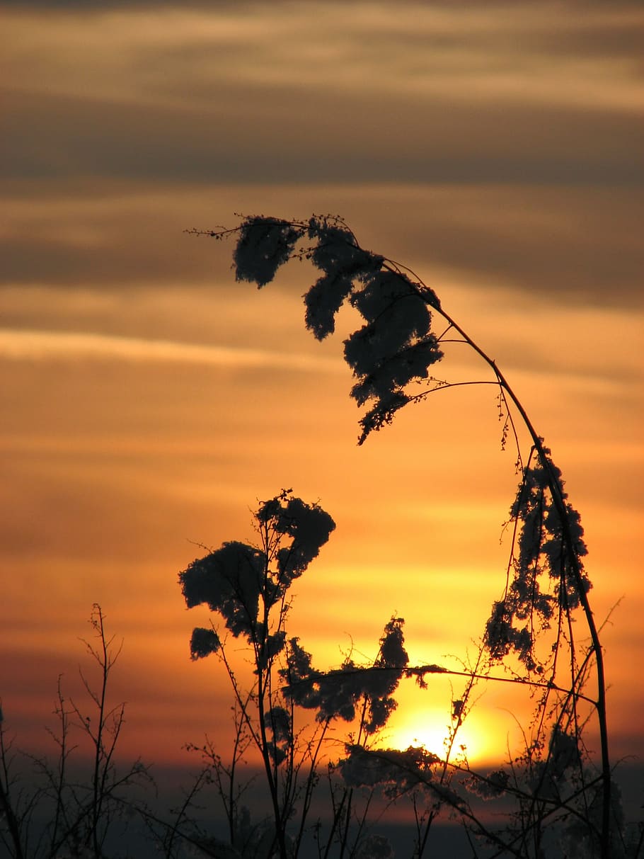 sunset, plant, nature, dusk, light, in the evening, flower HD wallpaper