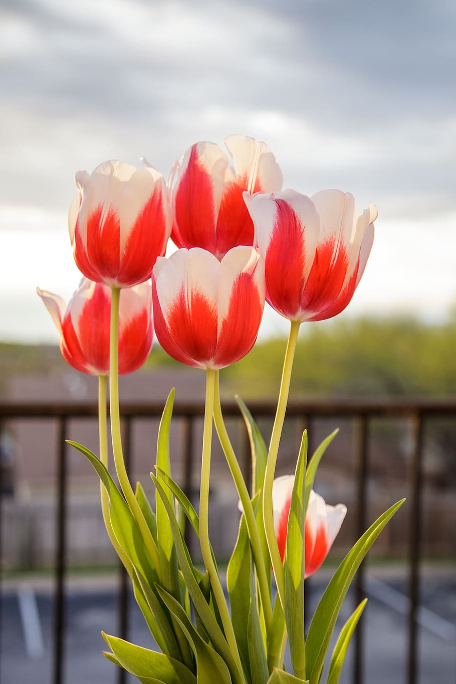 tulips, flowers, spring, nature, floral, bloom, fresh, blossom HD wallpaper