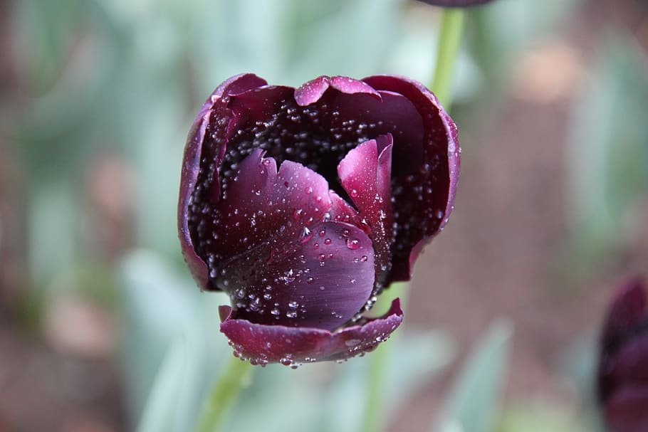 tulip, flower, purple, close-up, growth, freshness, plant, focus on foreground HD wallpaper