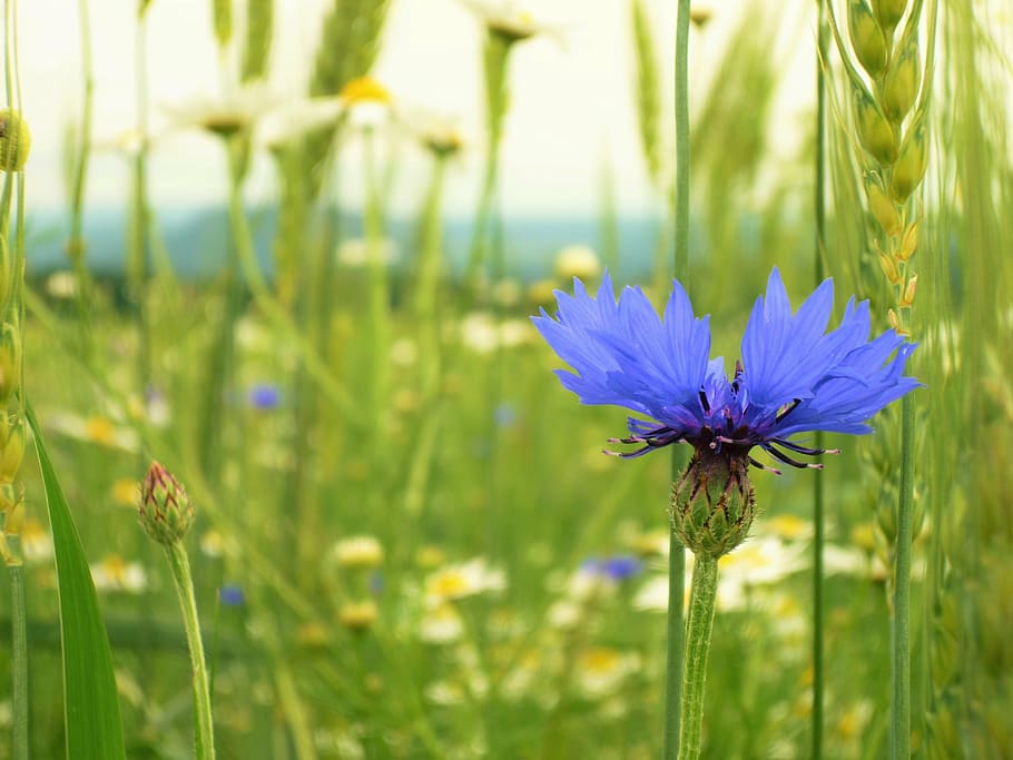 field, cornflower, nature, summer, plant, meadow, purple, outdoors HD wallpaper