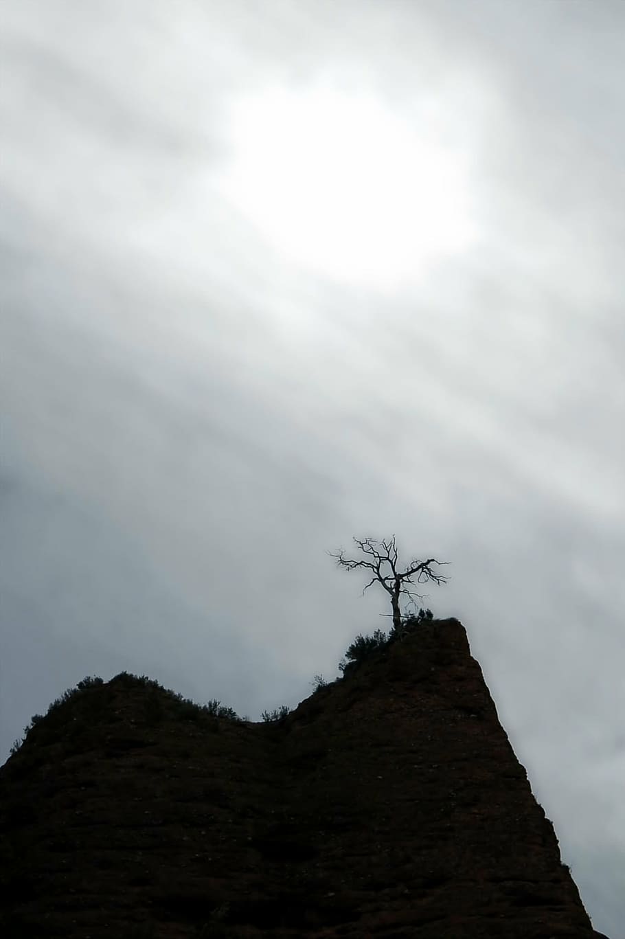 black and white, tree, soledad, sun, fog, atmosphere, landscape HD wallpaper