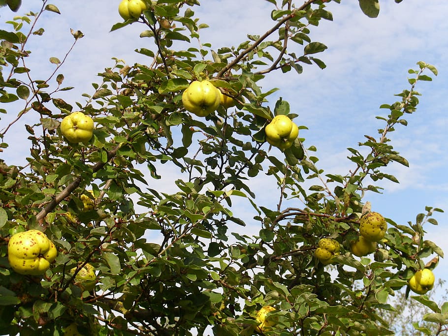 yellow, quince, fruit, food, food and drink, healthy eating HD wallpaper