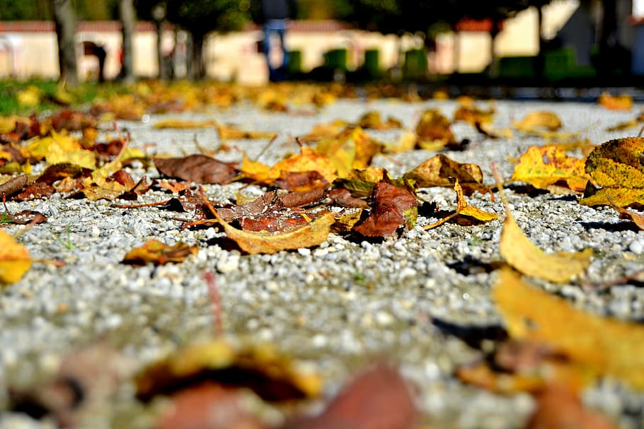 autumn, foliage, path, colors, nature, change, leaf, plant part HD wallpaper