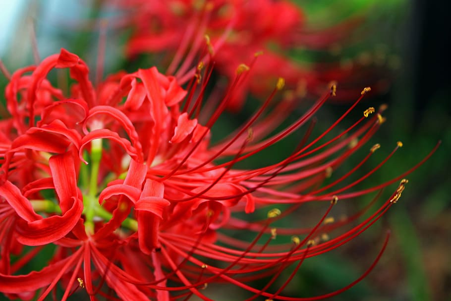 amaryllis, flowers, plant, amaryllidaceae, red, red flowers