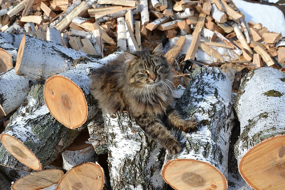 Birch, Logs, Firewood, Cat, Satisfied, clutches, siberian cat HD wallpaper
