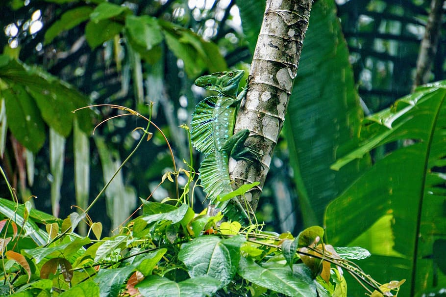 basilisk, tortuguero, green, plant, green color, leaf, plant part, HD wallpaper