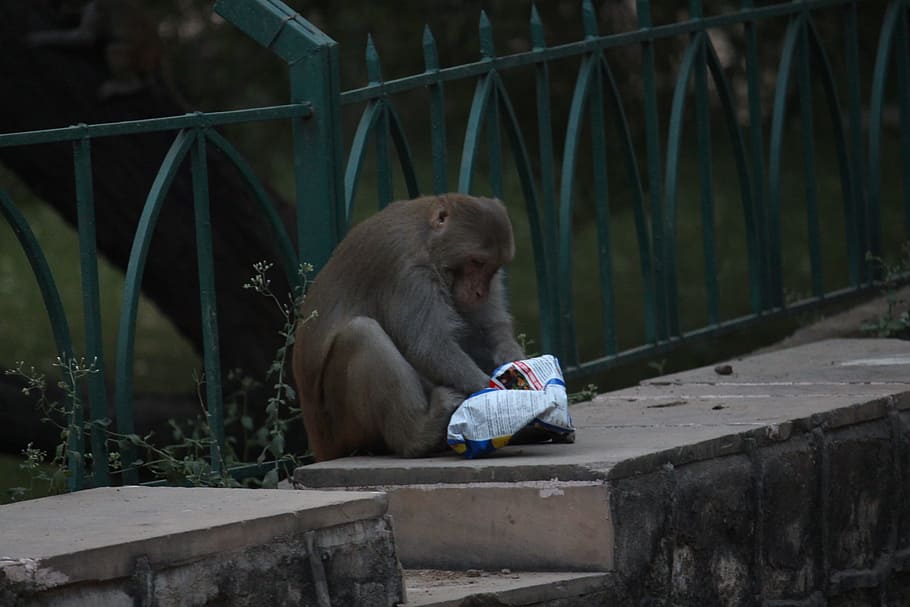 monkey, eating, food, animal, animal themes, primate, mammal HD wallpaper