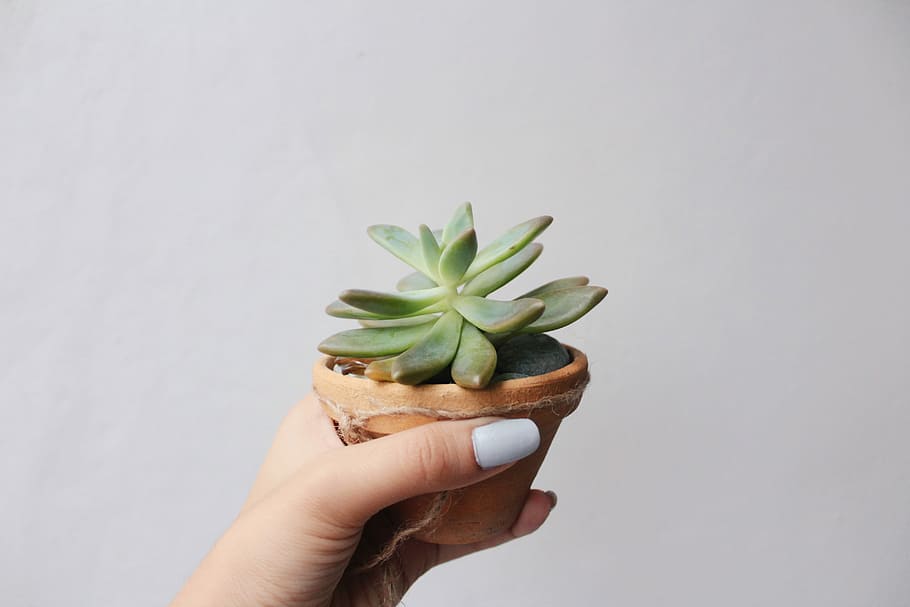 person holding potted green succulent plant, person holding green succulent plant HD wallpaper