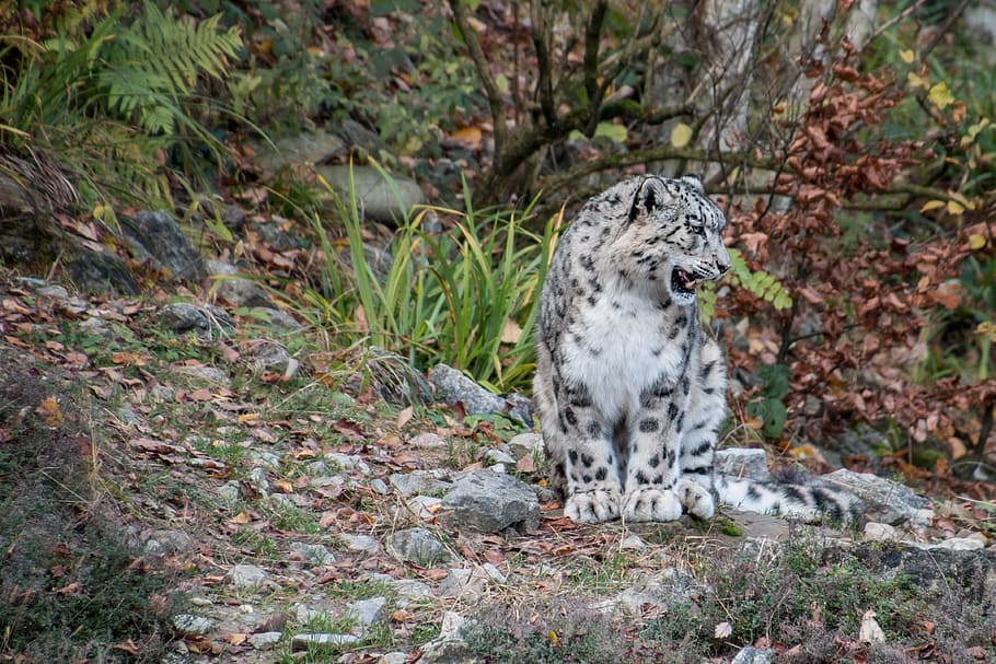 Hd Wallpaper White And Black Wild Cat Snow Leopard Irbis Big Cat Predator Wallpaper Flare