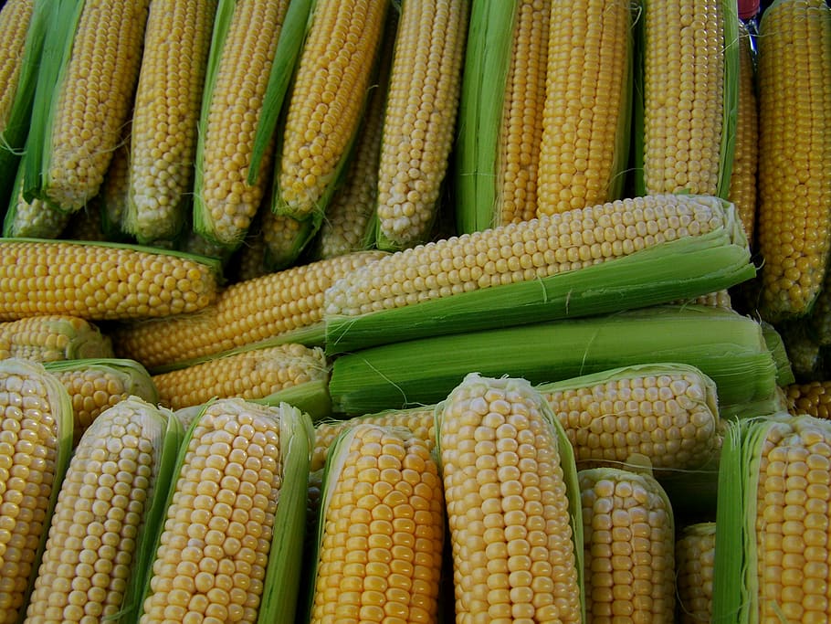 corn, dessert, food, vegetable, agriculture, organic, nature HD wallpaper