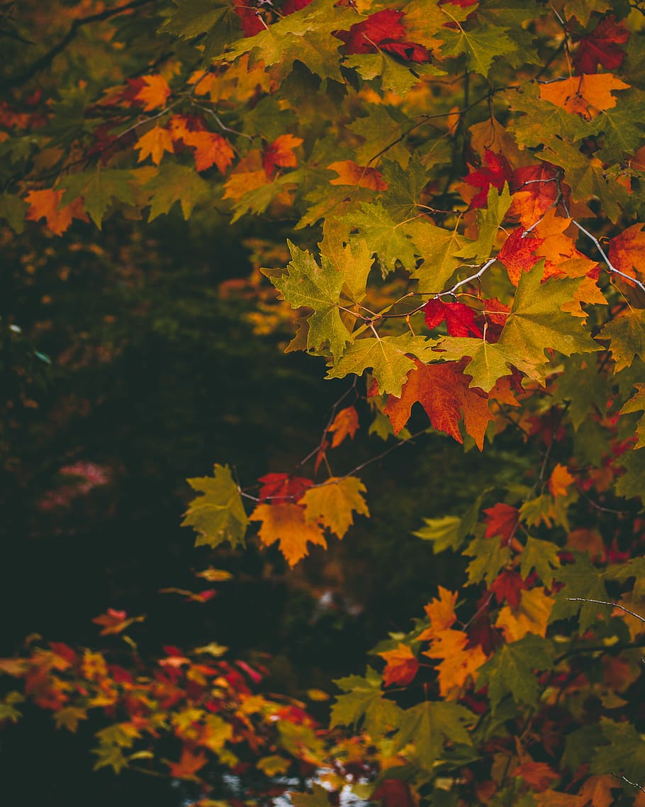close up photo of maple tree, green and brown maple leaves, leaf HD wallpaper