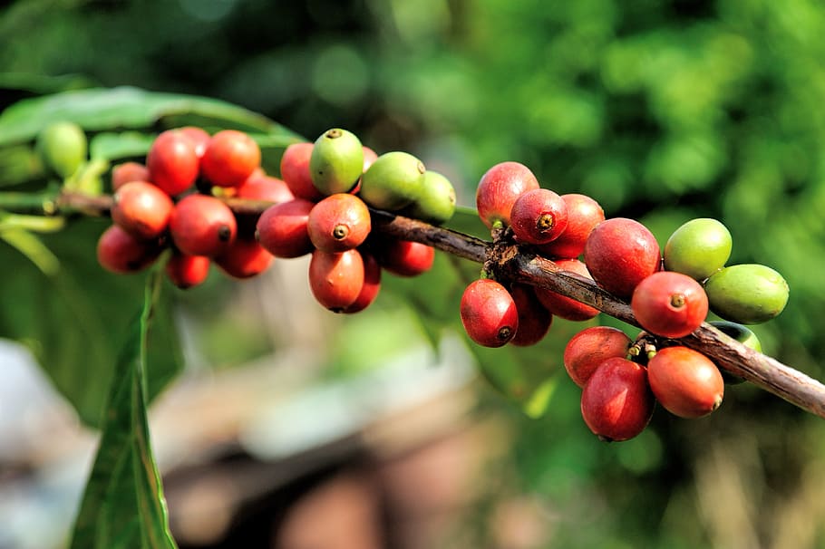 close up photography of red and green fruit, bean, farm, tree, HD wallpaper