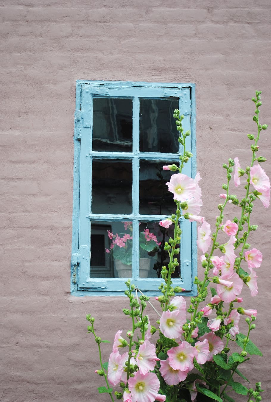 Window, Flower, Denmark, Old Town, Town, Wall, home, house HD wallpaper