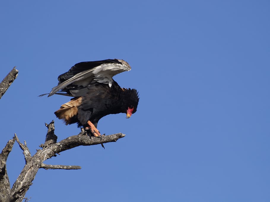 bateleur eagle, wild, bird, nature, animal, animal themes, animal wildlife