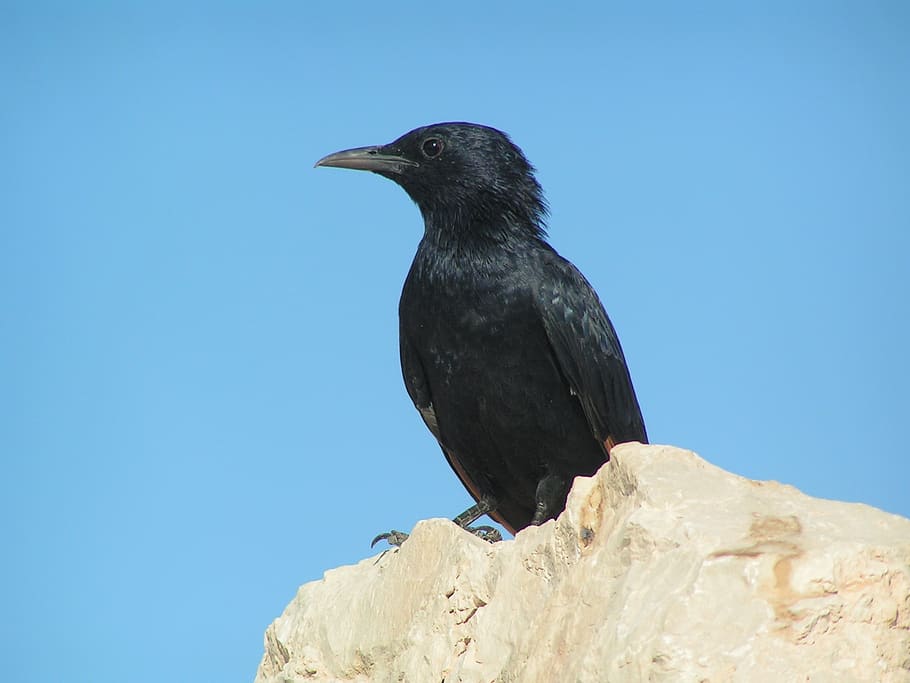 nature, bird, wild world, one animal, vertebrate, animal themes HD wallpaper
