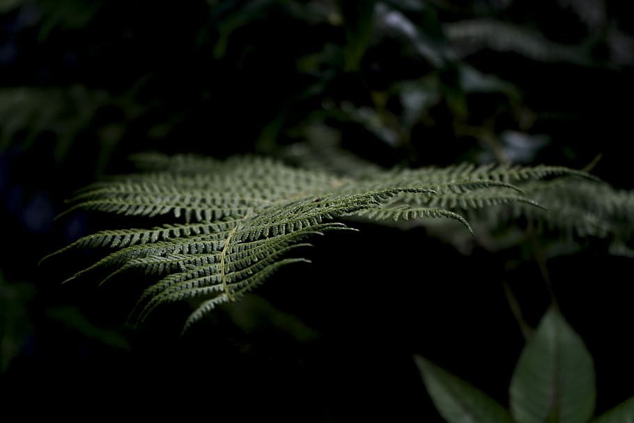 close-up photo of green fern plant, green leaf fern closeup photography HD wallpaper