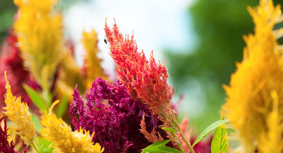 flower, colors, noon, plant, flowering plant, beauty in nature HD wallpaper