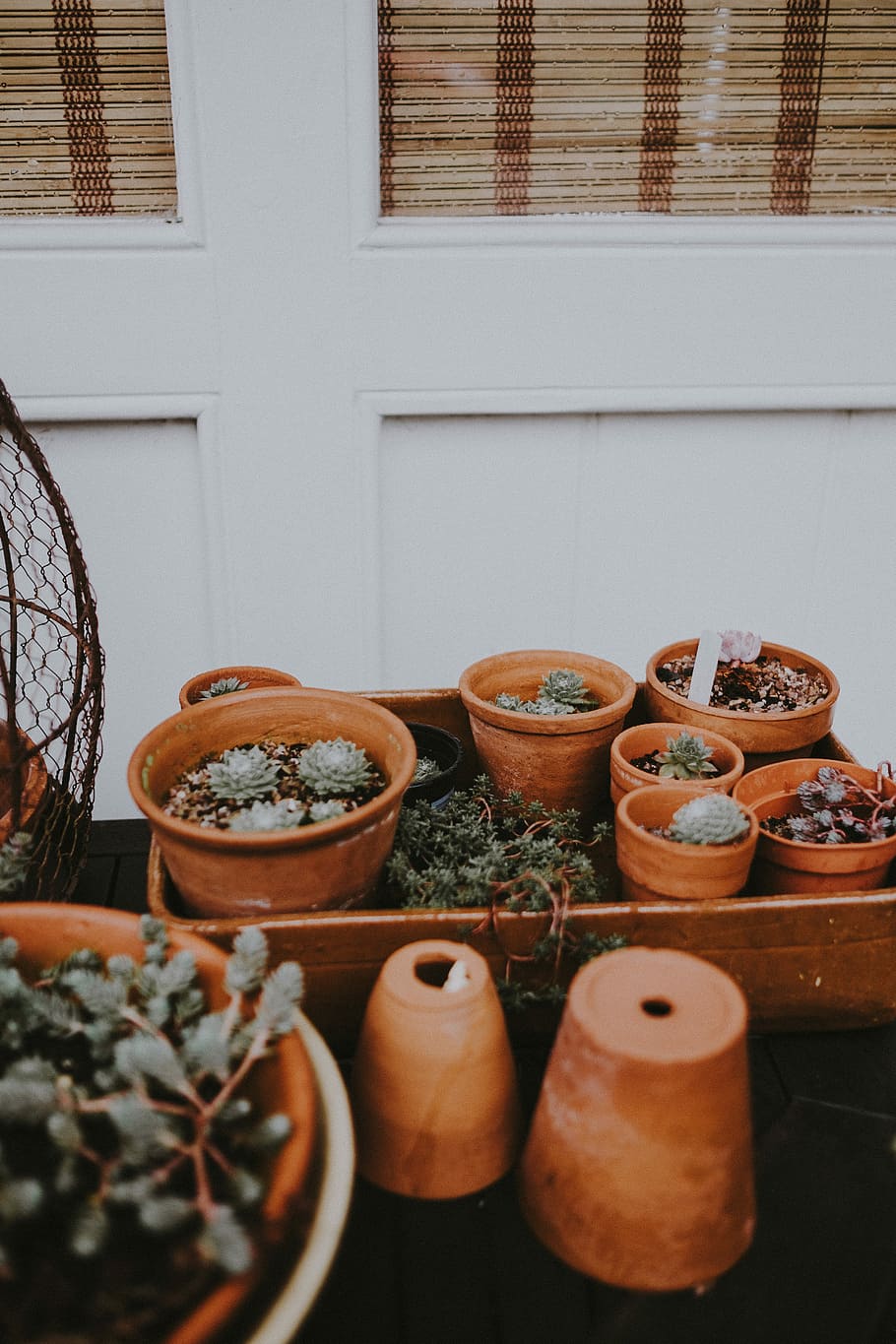 Cacti pots, green succulent plants on brown clay pots, potted plant HD wallpaper