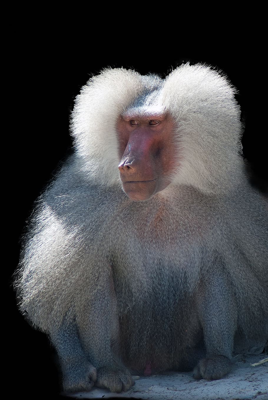 baboon, monkey, animals, mammal, primate, animal wildlife, animals in the wild HD wallpaper
