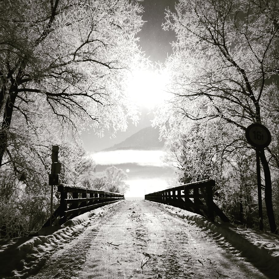 bridge, sun, winter, tree, direction, the way forward, transportation HD wallpaper