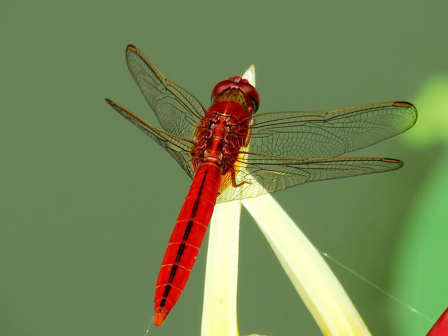 close up photography of Flame Skimmer perching on plant during daytime ]