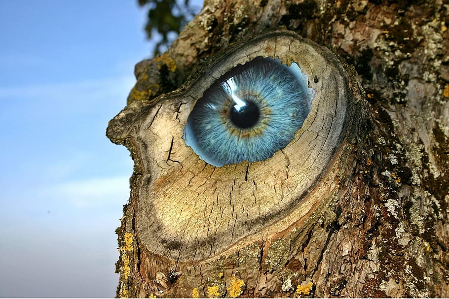 shallow focus photo of owl, eye, log, incidence, unreal, strange, HD wallpaper