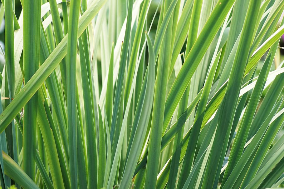 leaves, iris, spring, garden, leaf, plant, natural, bulb, green color HD wallpaper