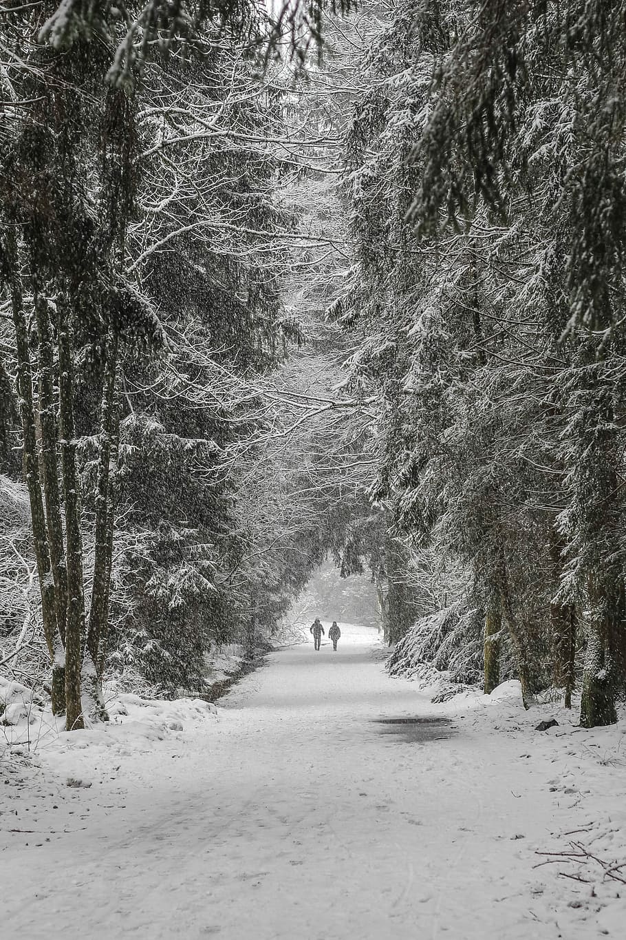 two person walking on snowfield surrounded by trees, two person walking on road between trees with snow during daytime HD wallpaper