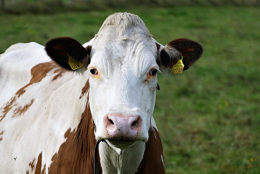 shallow focus photography of white and brown cow during daytime, HD wallpaper