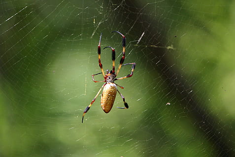 Spider, Web, Web, Spider, Spider Web, Arachnid, predator, golden silk spider HD wallpaper