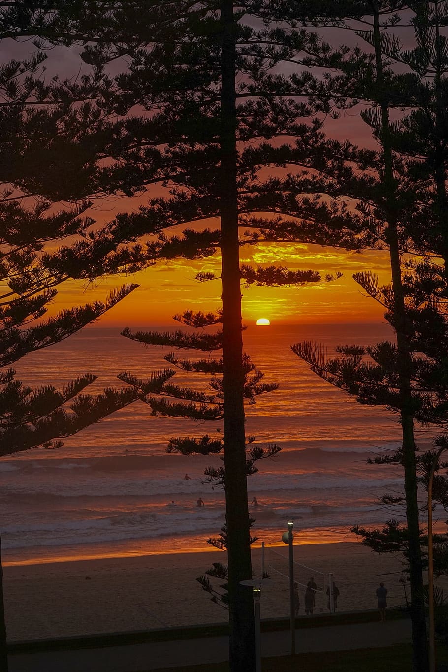 sunrise, manly, manly beach, pine trees, australia, sydney, HD wallpaper