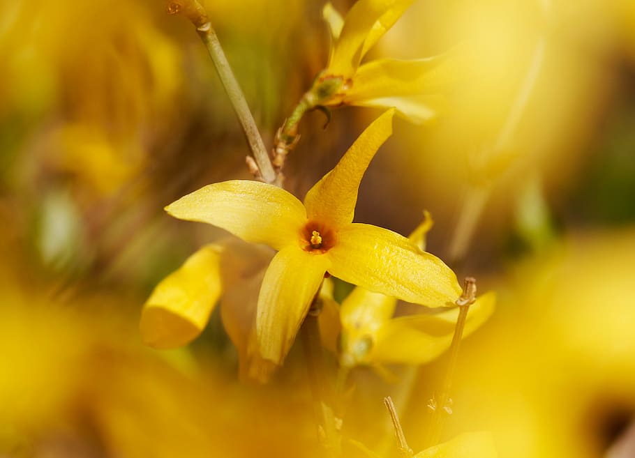 forsythia, affix, yellow, spring, flowers, flowering plant HD wallpaper