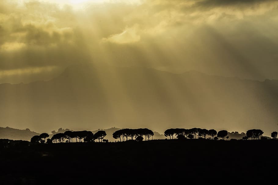 Having a moment…, crepuscular rays and trees, copse, silhouette HD wallpaper