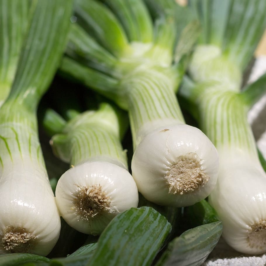 onion, spring onion, green, food, healthy, vegetable, salad HD wallpaper