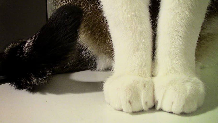 cat, paws, cat's paw, mieze, paw print, adidas, cute, domestic cat, HD wallpaper