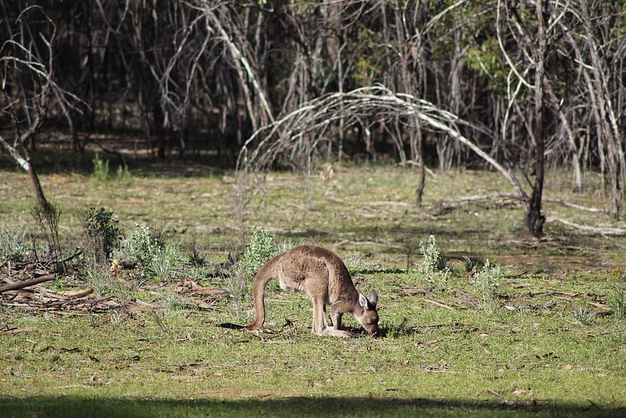 flinders ranges, outback, outdoors, kangaroo, joey, rural, australia HD wallpaper