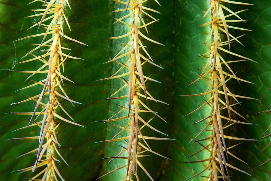 green cactus, spur, thorns, prickly, plant, cactus greenhouse HD wallpaper