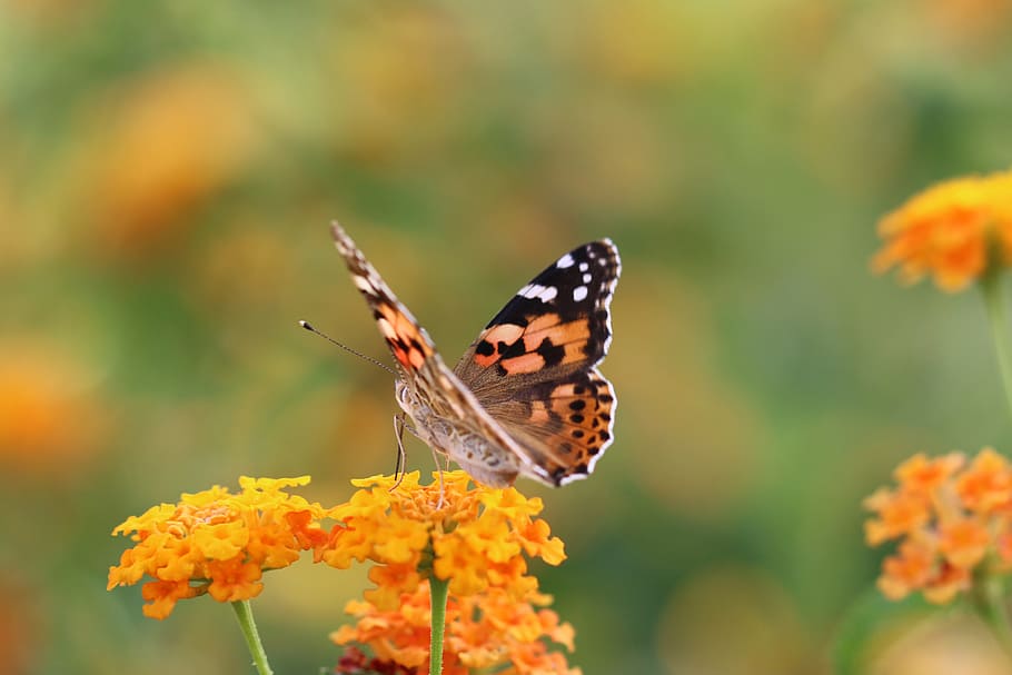 selective focus photo of painted lady butterfly on yellow petaled flower HD wallpaper