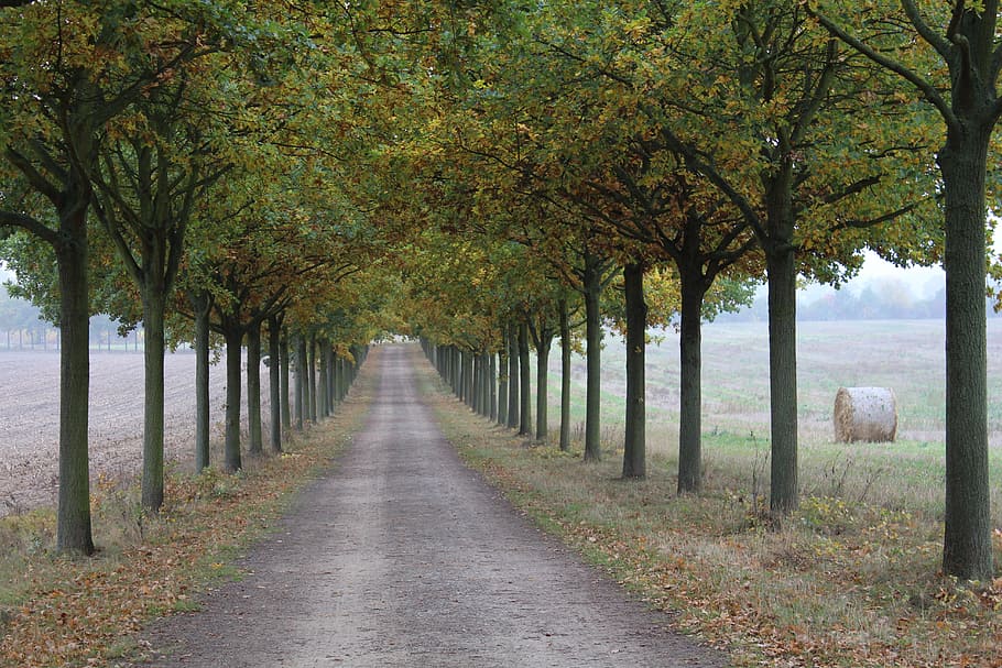 avenue, autumn, landscape, walk, tree, plant, direction, the way forward, HD wallpaper