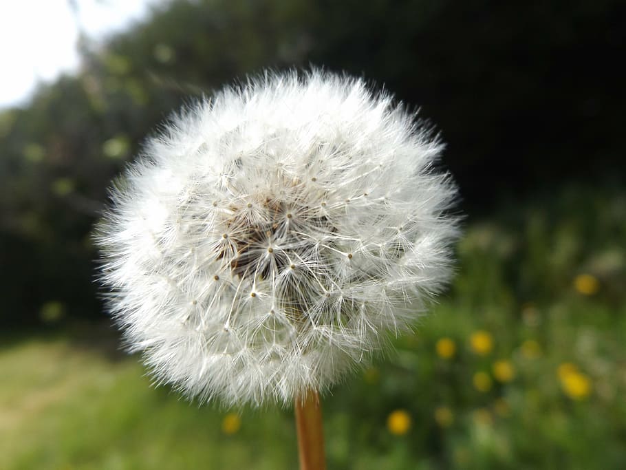 dandelion, flowers, white, macro, nature, garden, field, spring HD wallpaper