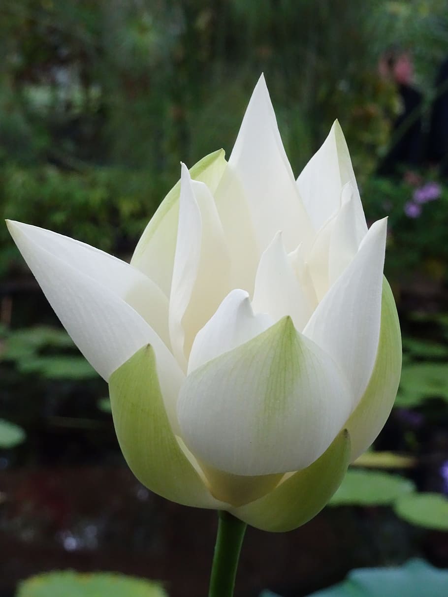 london, kew gardens, water lily, nenuphar, flower, white, flowering plant