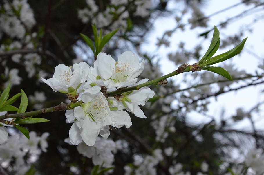 Flower, White, Blossom, Bloom, Plant, nature, close, spring HD wallpaper