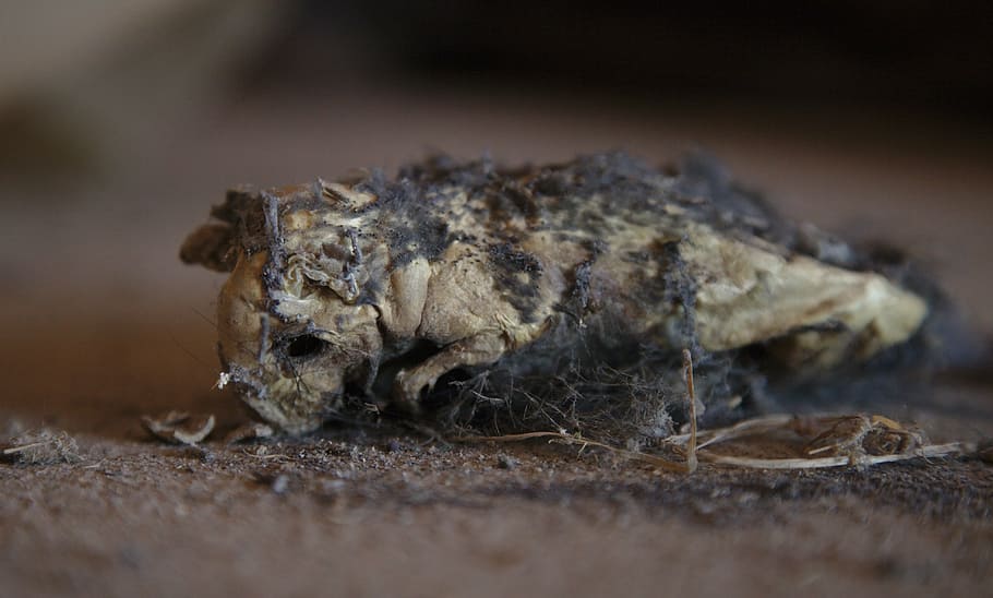rat, dead, dehydrated, decomposed, animal, mouse, attic, leather HD wallpaper