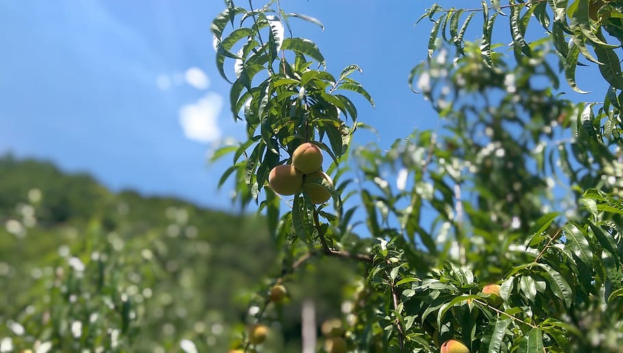 fruit, nature, leaf, agriculture, flora, tree, summer, farm HD wallpaper