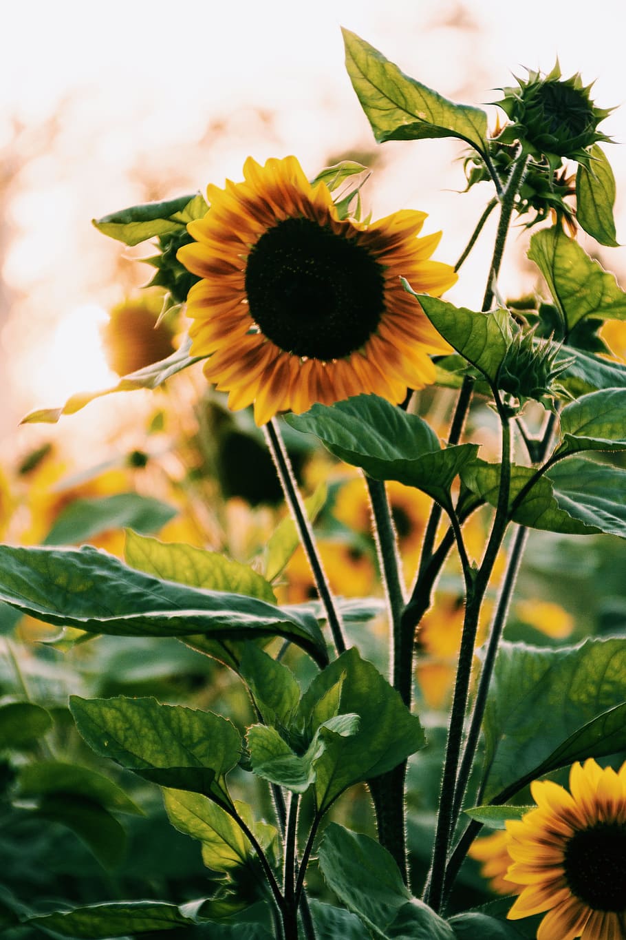 sunflower, bloom, petals, leaves, yellow, plants, nature, garden HD wallpaper