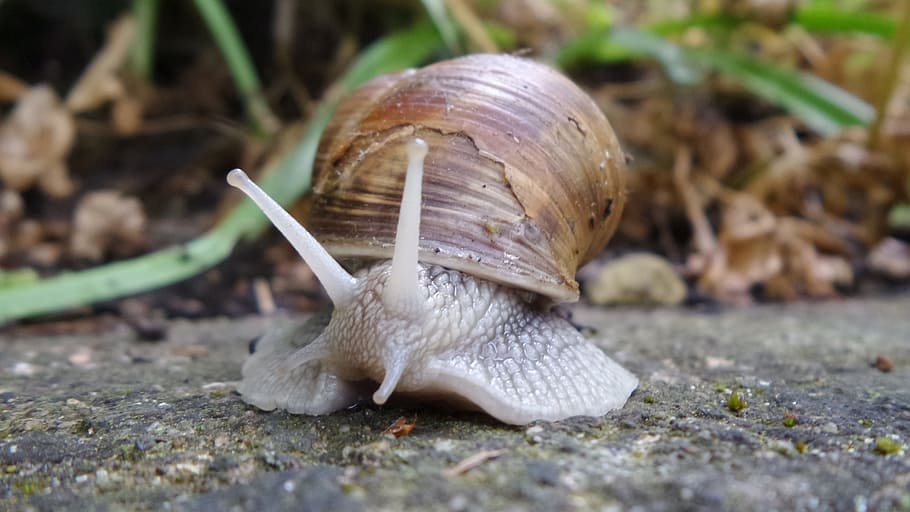 Snail, Shell, Mollusk, Nature, Reptile, spiral, close, animals HD wallpaper