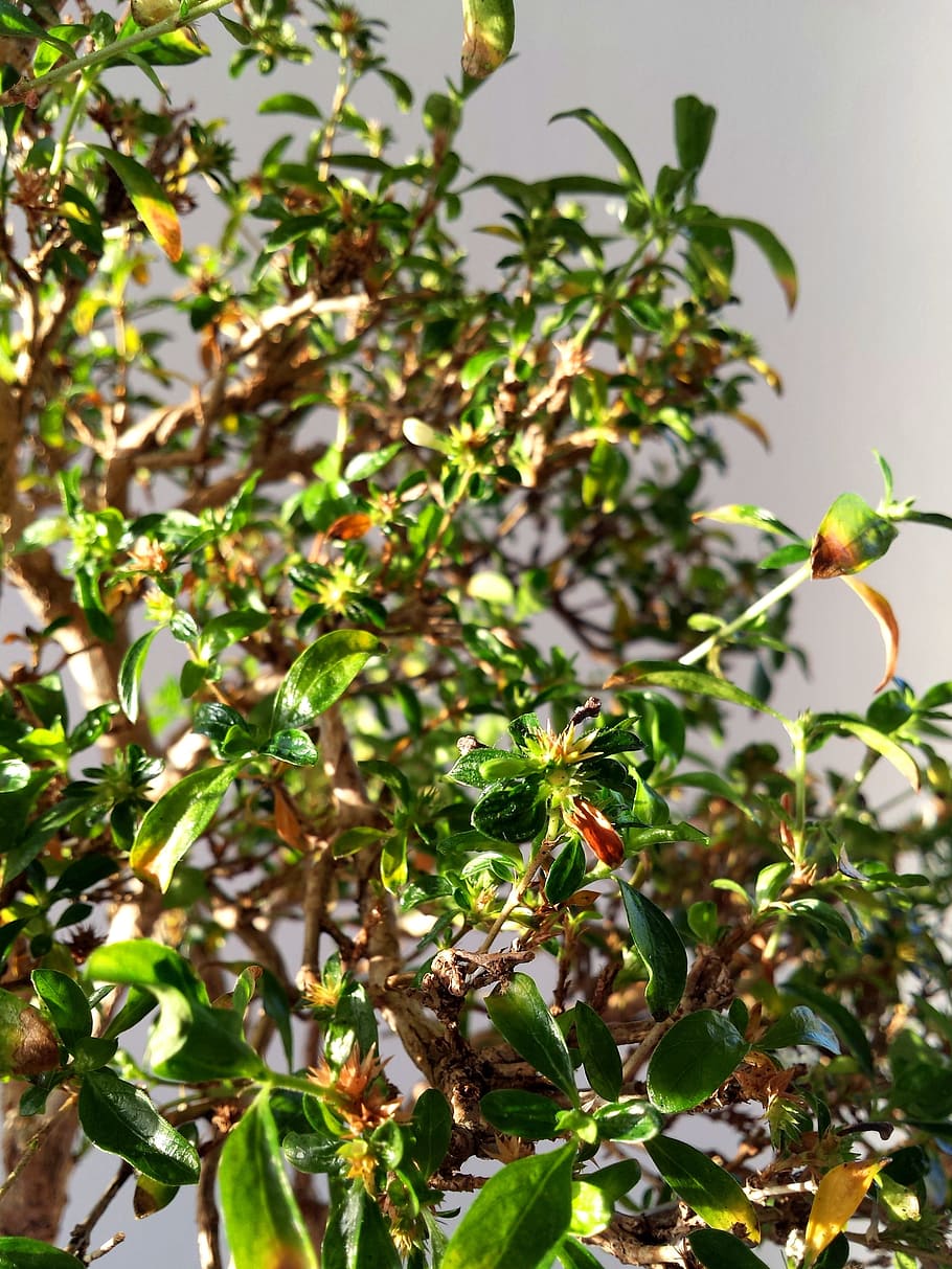 Bonsai, Leafs, Green, Tree, Plant, nature, growth, botany, chinese HD wallpaper