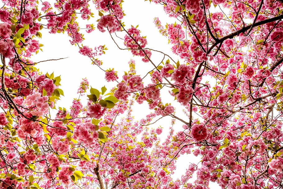 cherry, flower, season, tree, sakura, nature, plant, flowers HD wallpaper