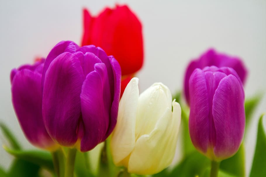 selective photography of purple and white petaled flowers, tulips HD wallpaper
